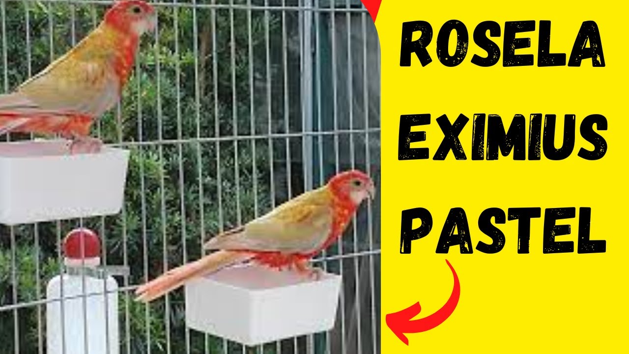 🐦ROSELA eximius pastel🐦 ROSELA vermelha pastel