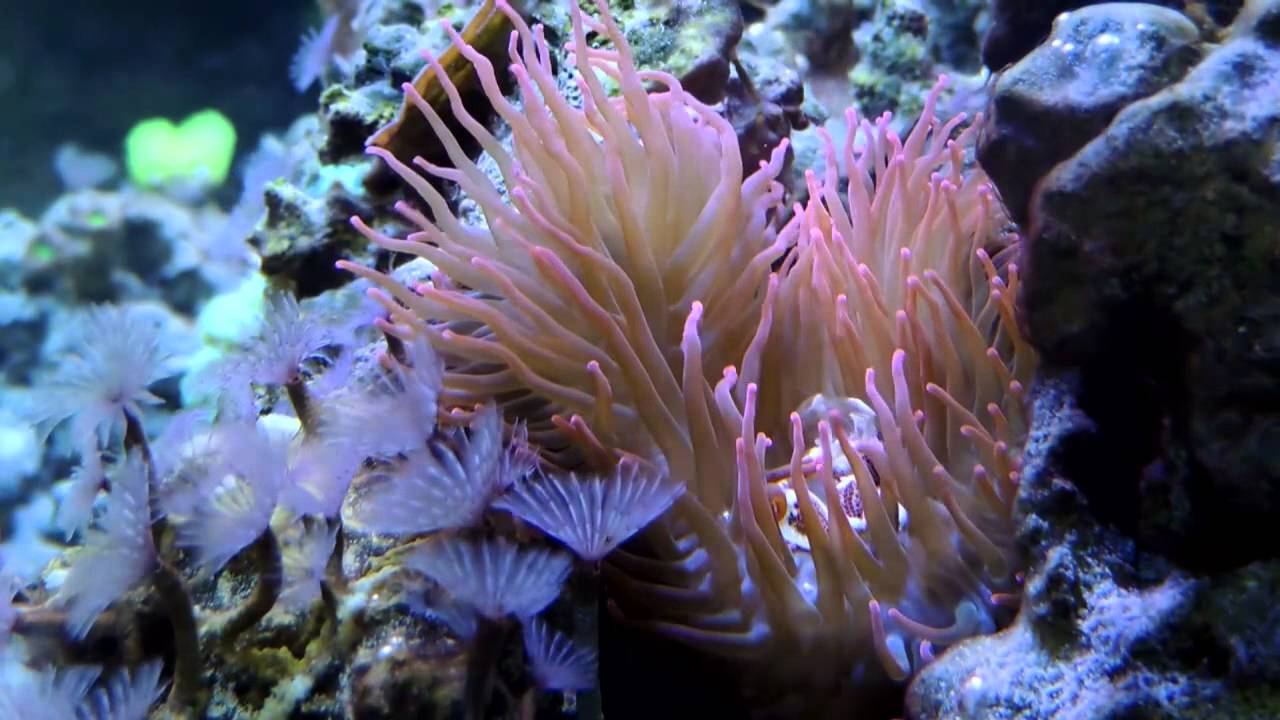 1 Year of Keeping Rose Bubble Tip and Other Anemones