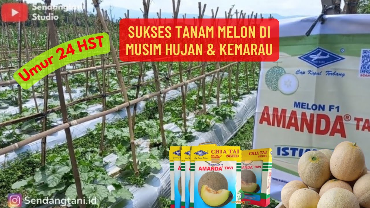 MELON AMANDA TAVI F1 - Review Tanaman Umur 24 HST - Puret ?? Layu kah ??