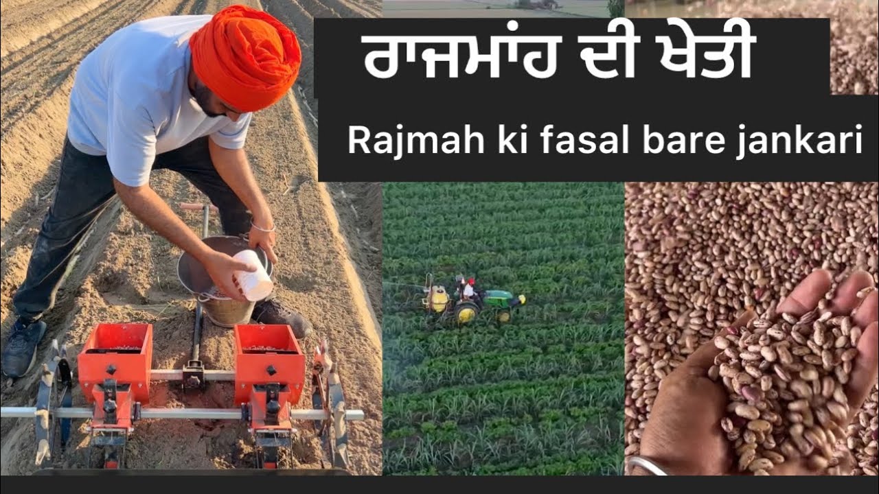 ਰਾਜਮਾਂਹ ਦੀ ਫਸਲ ਬਾਰੇ ਪੂਰੀ ਜਾਣਕਾਰੀ Raajmah ki fasal ke bare me poori jankari ki video #rajmah #ਰਾਜਮਾਂਹ