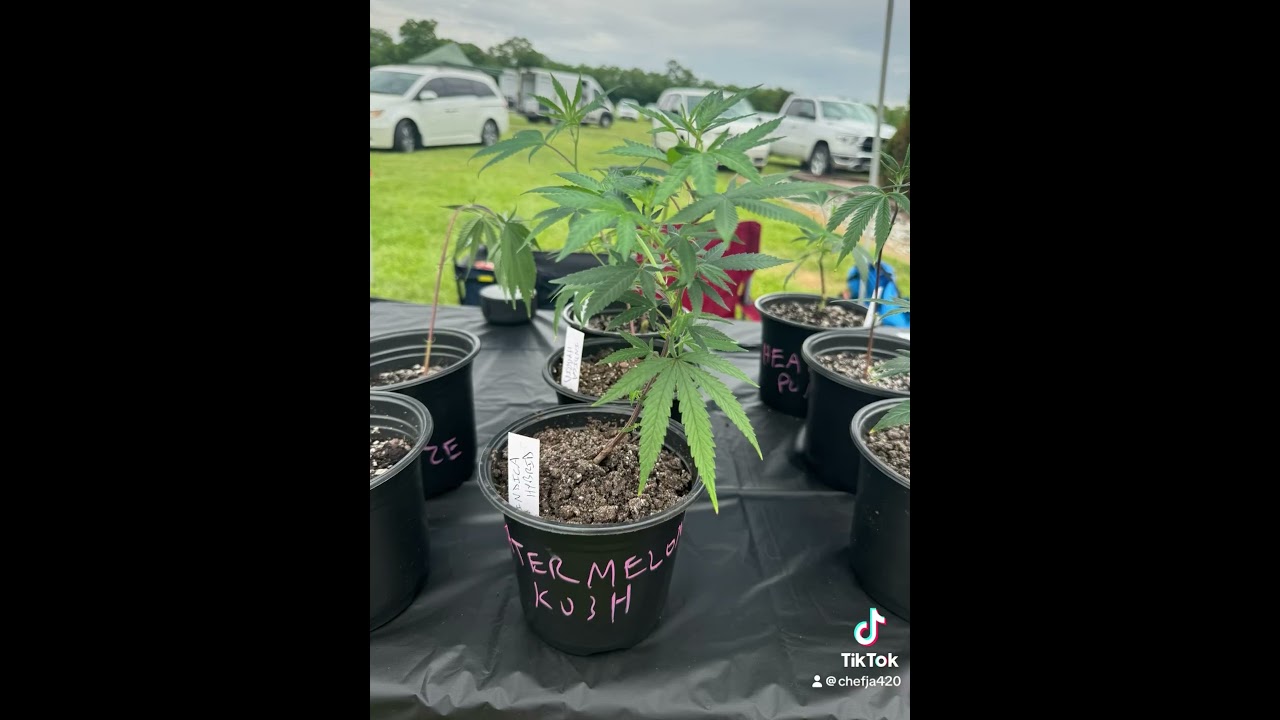 Ohio cannabis farmers market