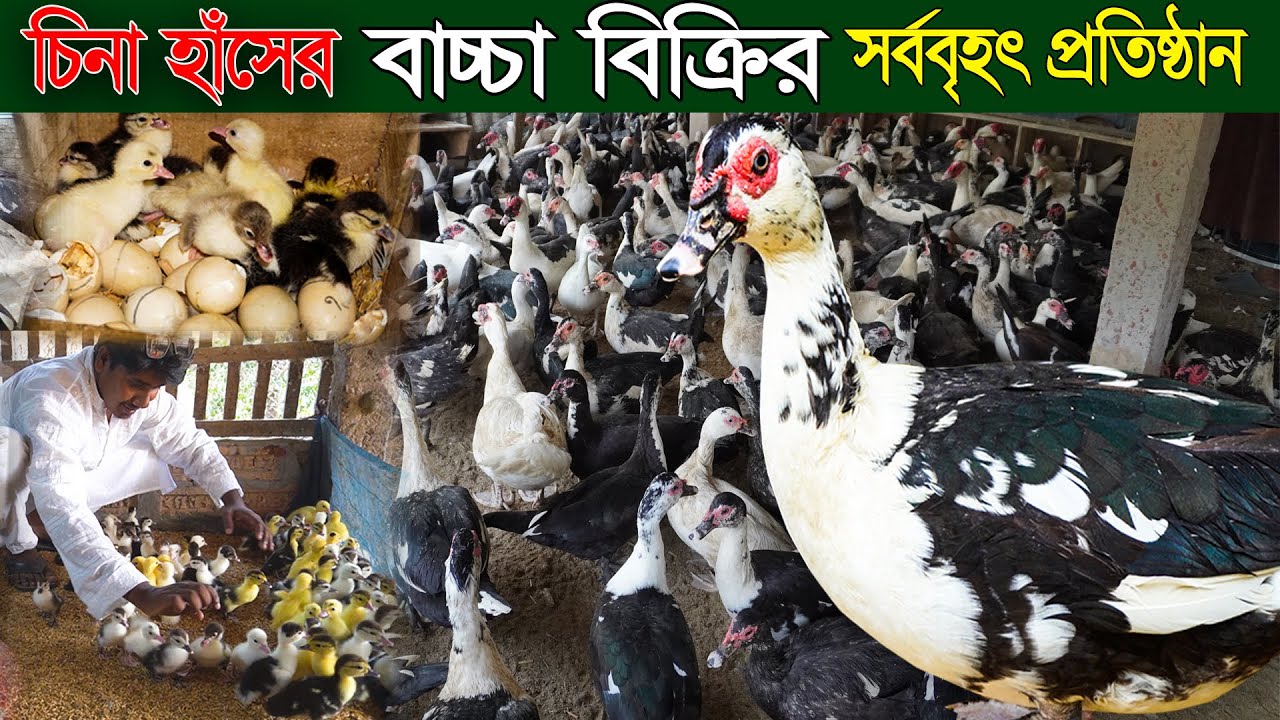 চিনা হাঁসের বাচ্চা বিক্রির সর্ববৃহৎ প্রতিষ্ঠান | চিনা হাঁস দিয়ে বাচ্চা উৎপাদন | Khamar Bangla 24.