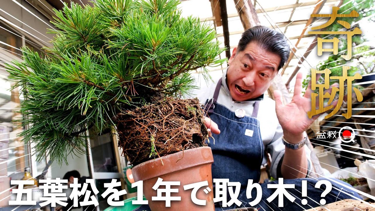 【世界初】たった１年で五葉松の取り木ができる⁉【盆栽Q】＃ミステリー