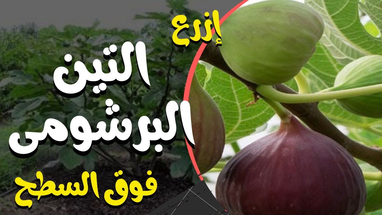 طريقة زراعة التين فى الأصص فوق سطح المنزل