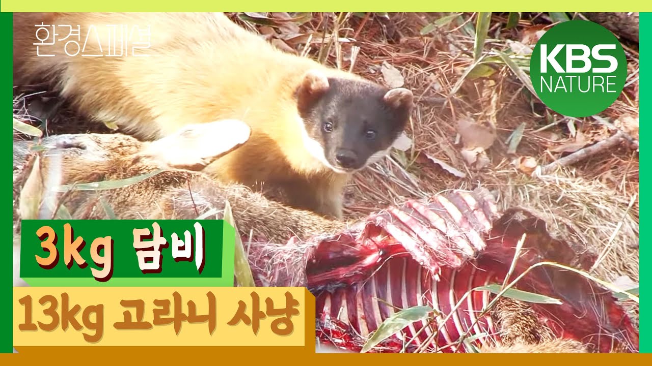KBS파노라마 ‘한반도 야생은 살아있다 2편 – 숲속의 제왕 담비’ / KBS 20130614 방송