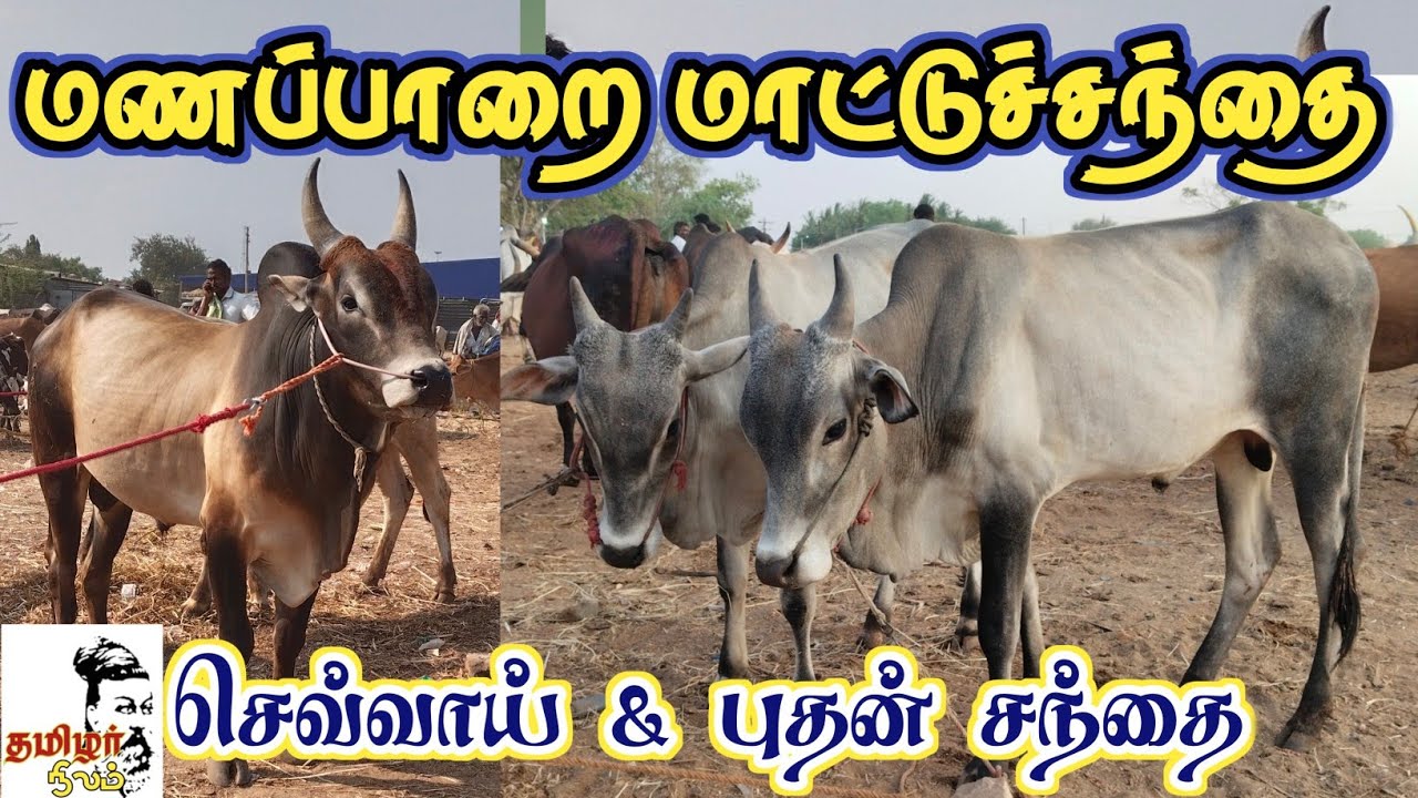 மணப்பாறை மாட்டுச்சந்தை திருச்சி மாவட்டம் / manaparai cow market Trichy