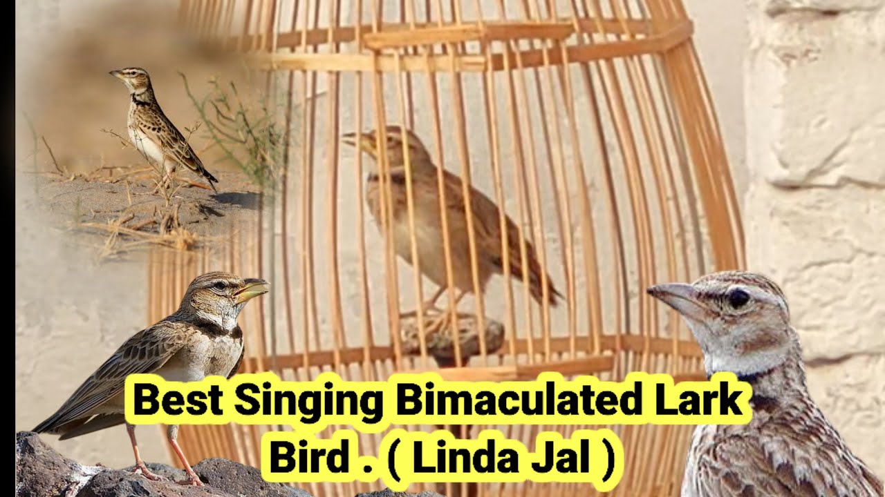 Best singing Bird Bimaculated lark ( Linda jal )