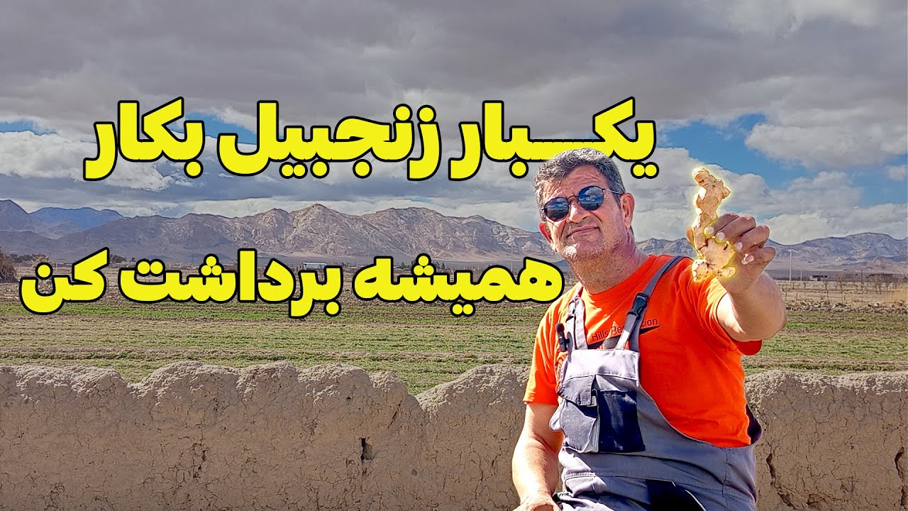 کاشتن زنجبیل در خانه | هم از زیباییش استفاده کن هم از خودش