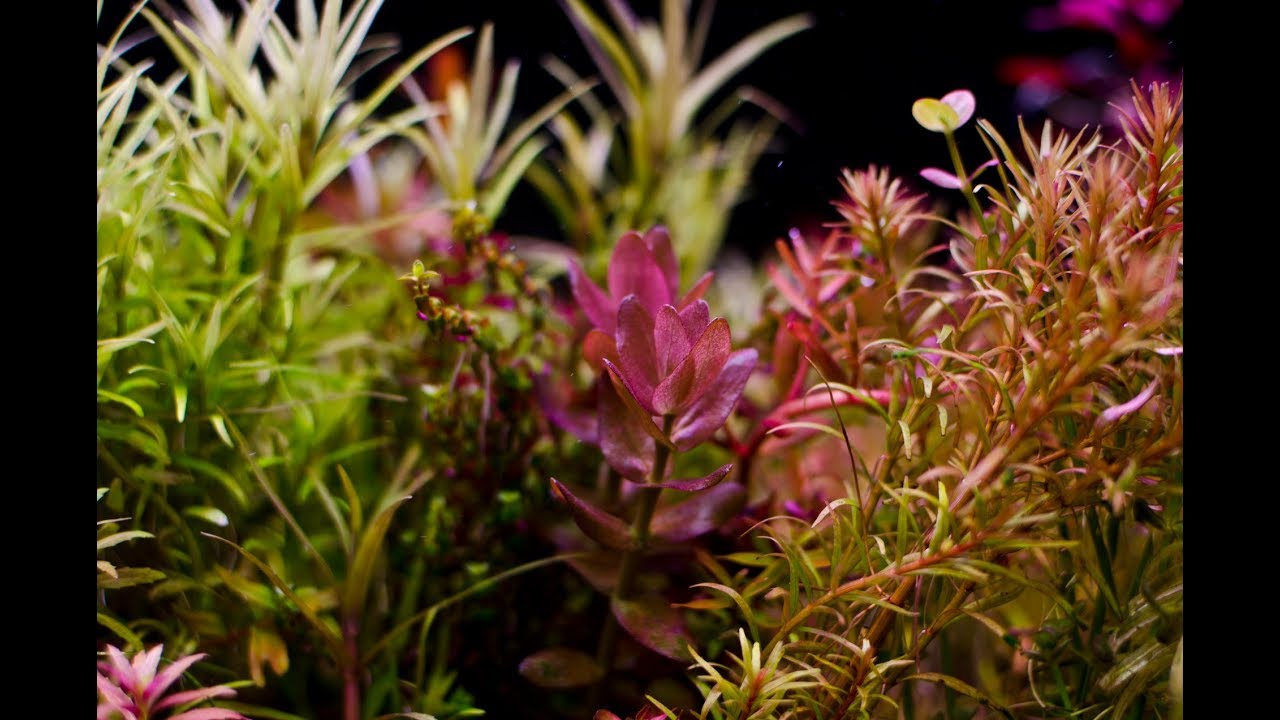 Bacopa colorata