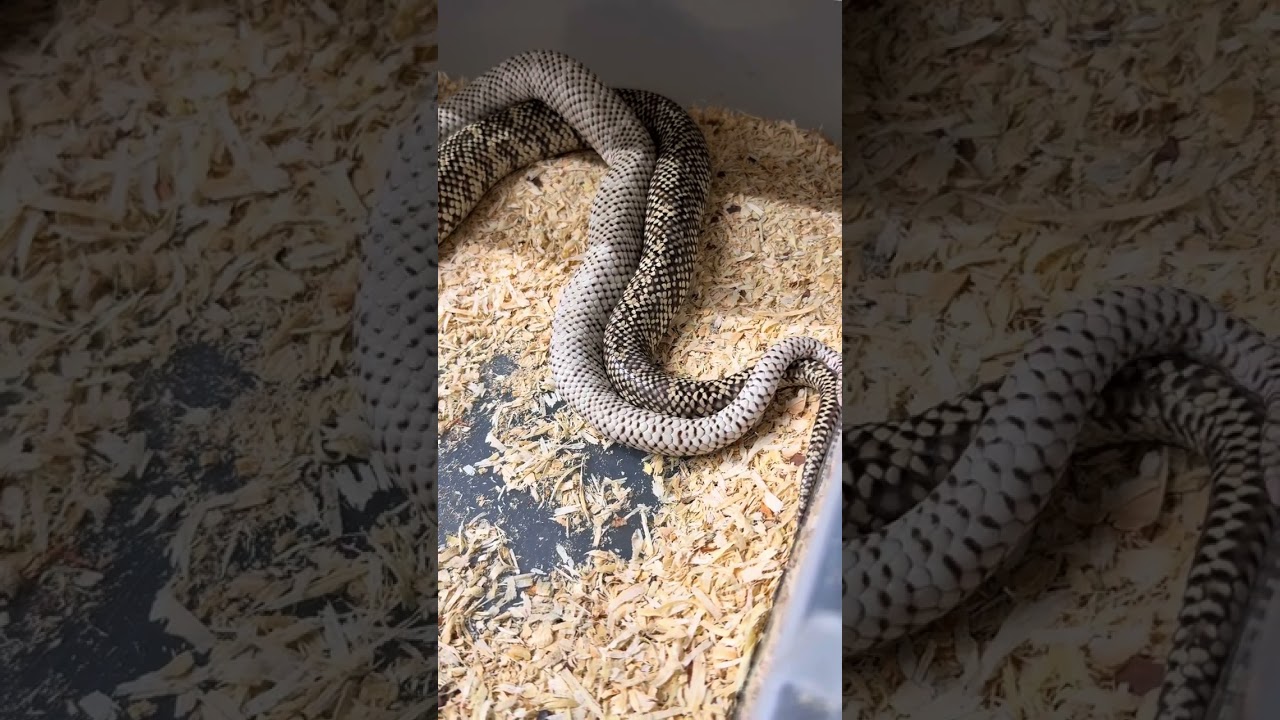 Breeding Florida Kingsnakes