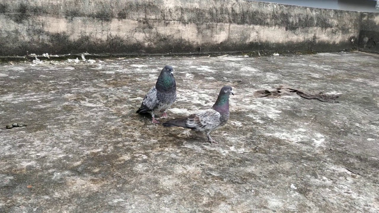 Saf chila pair