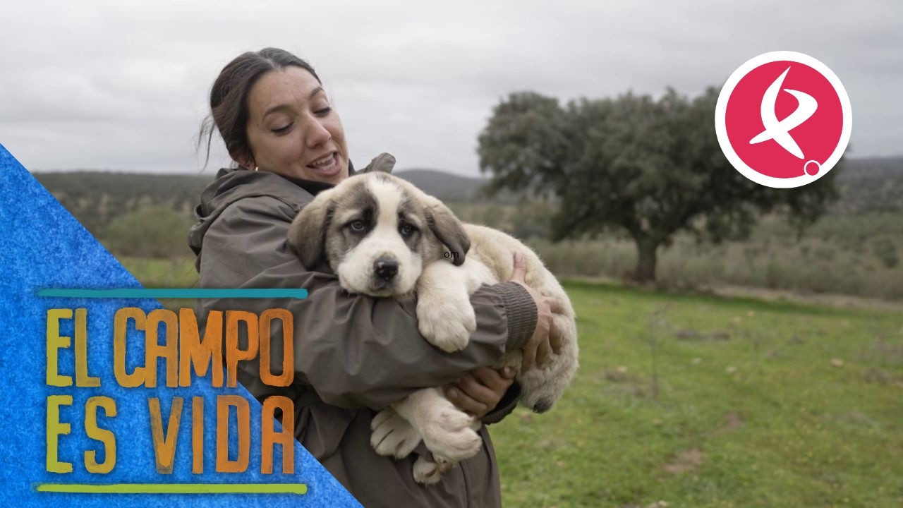 Rabón y Perdigona, los dos nuevos mastines de Chabeli | El campo es vida