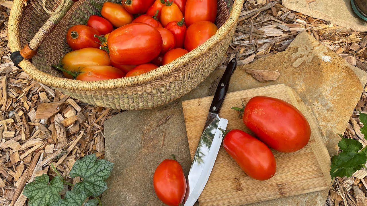 Growing Burpee Super Sauce Tomatoes