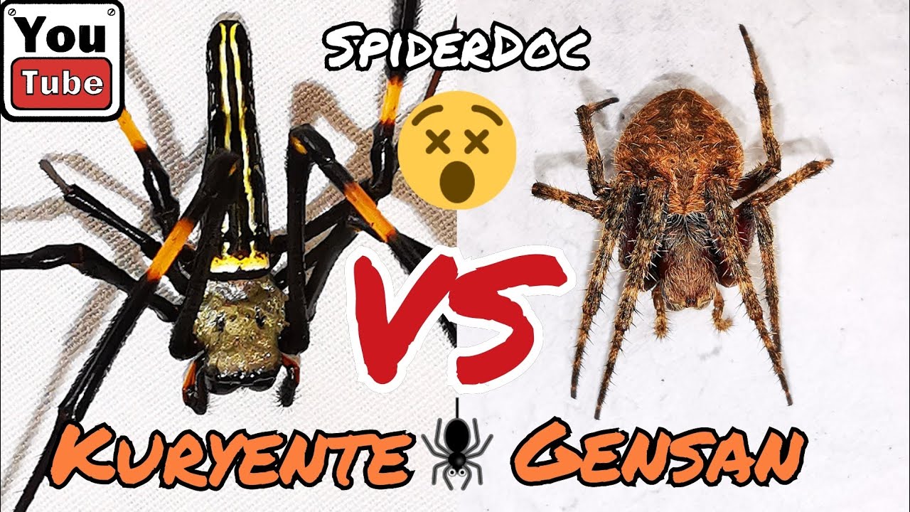 KURYENTE vs GENSAN. Gagamba Fight sa Tanay Rizal. Spider Fight. Nameless Load.