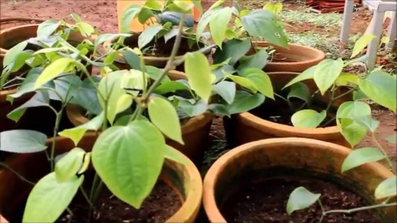 BUSH PEPPER PRODUCTION