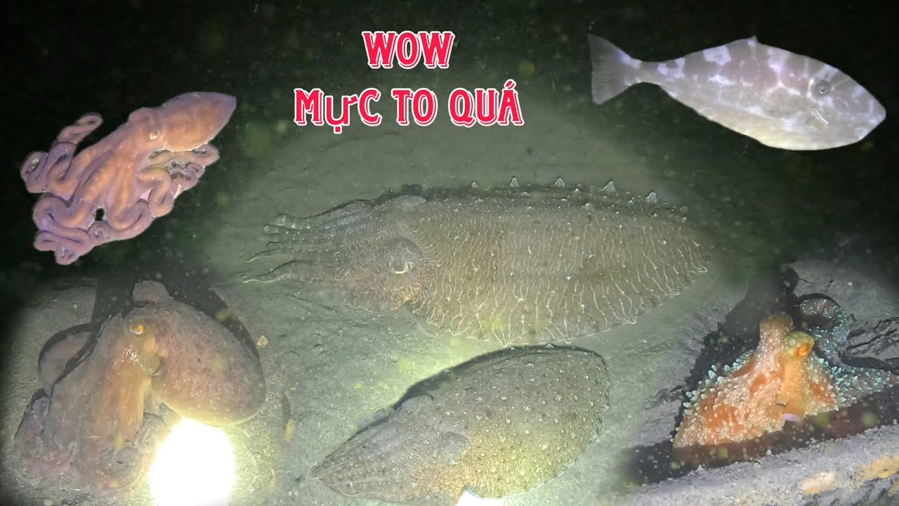 Trúng Mẻ Mực Và Cá Dưới Độ Sâu 15 Mét Bắt Nhiều Mực  🦑 Nang  To | Tập 10