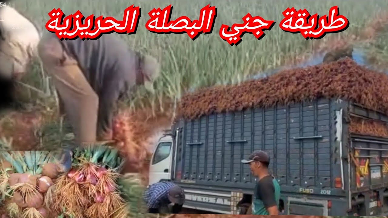 شاهد طريقة جني البصلة الحريزية في منطقة بولعوان بجهة دكالة
