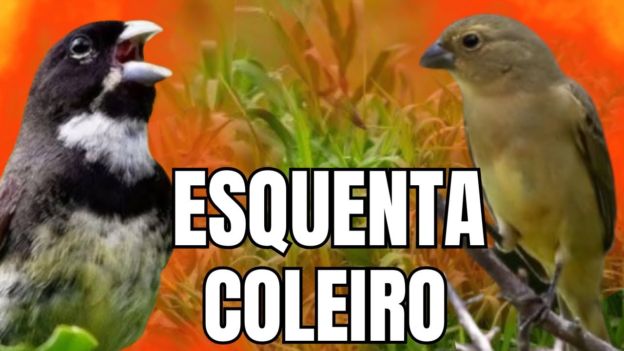 ESQUENTAR COLEIRO TUI TUI COM FÊMEA CHAMANDO E COLEIRO TUI TUI PARA ESQUENTAR COLEIRO TUI TUI
