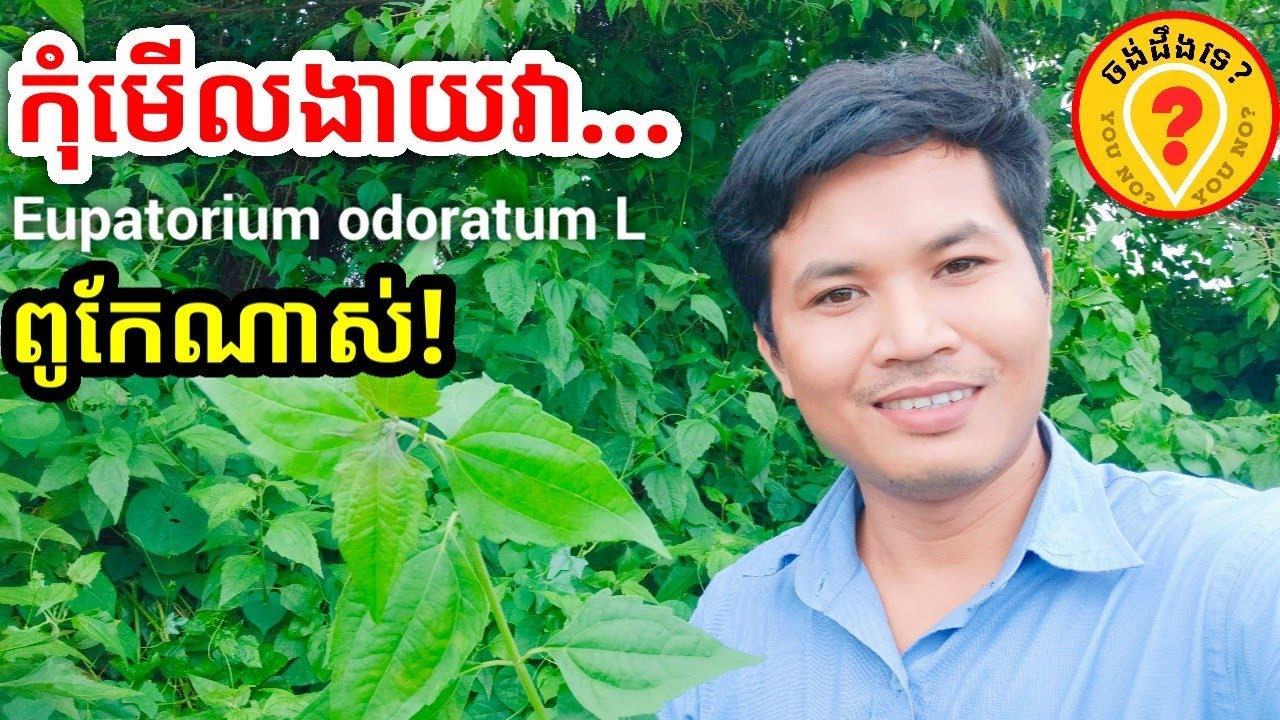 Advantages of Chromolaena odorata  អត្ថប្រយោជន៍របស់ទន្ទ្រានខេត្ត