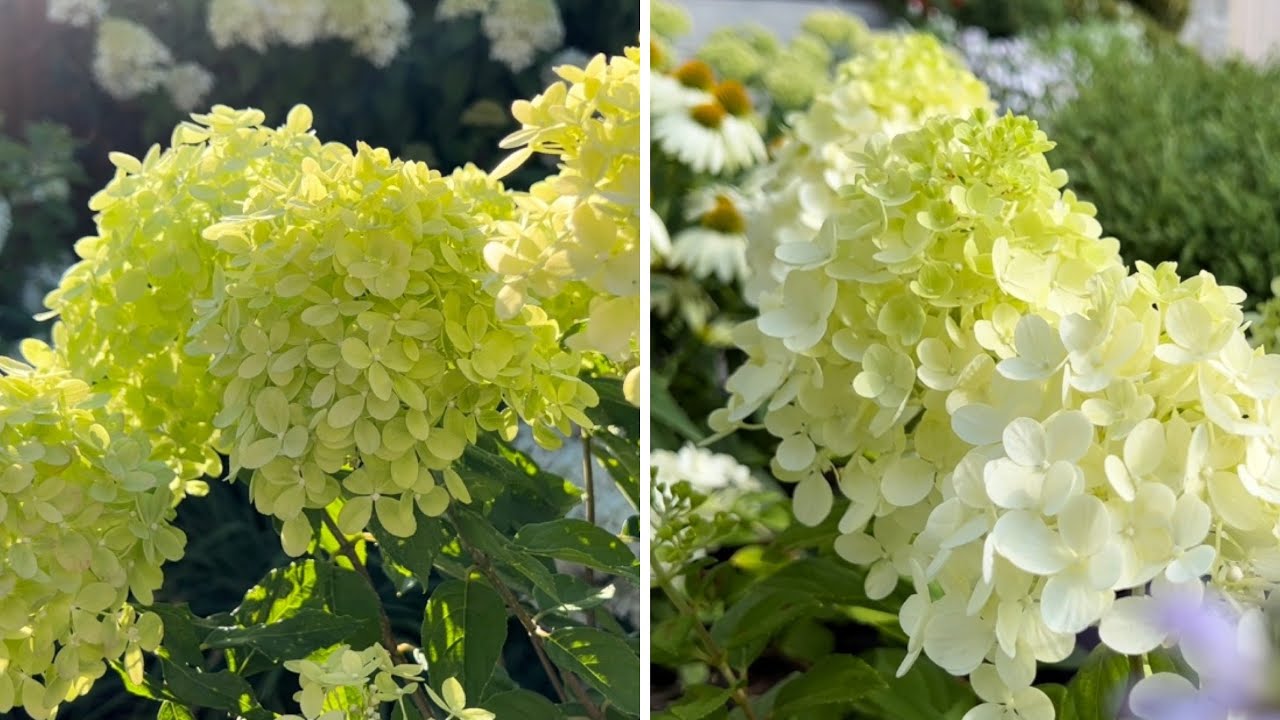 Panicle Hydrangeas: Little Lime Punch & Little Lime in Early August 2022