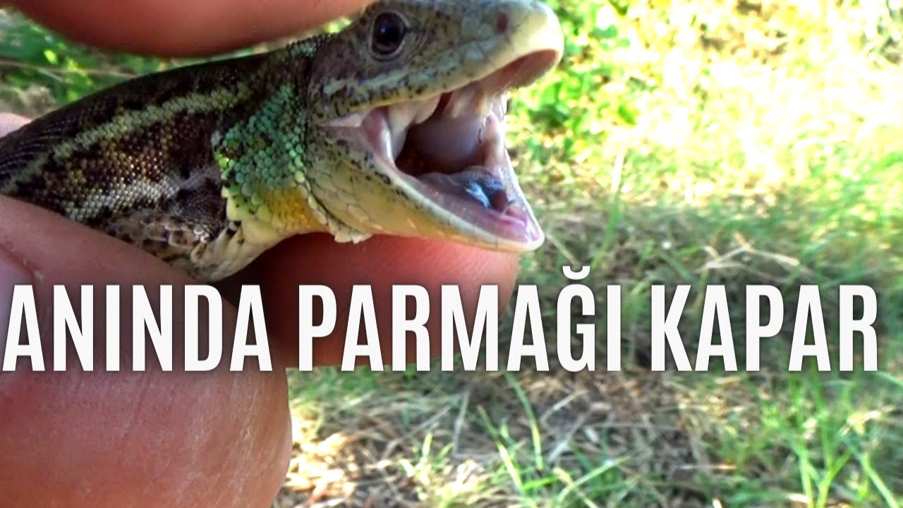 Anında parmağı kapar
