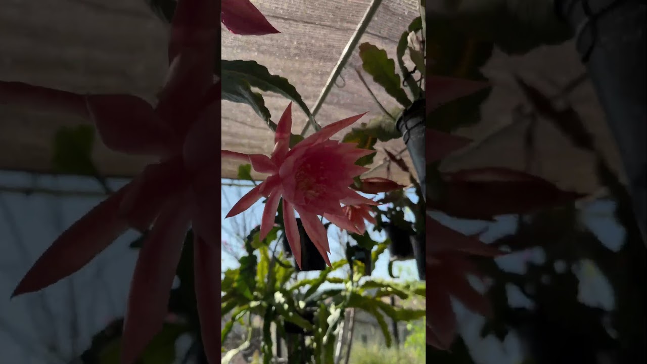 Epi in full blooms #epiphyllum #orchid cactus #jungle cactus #disocactus