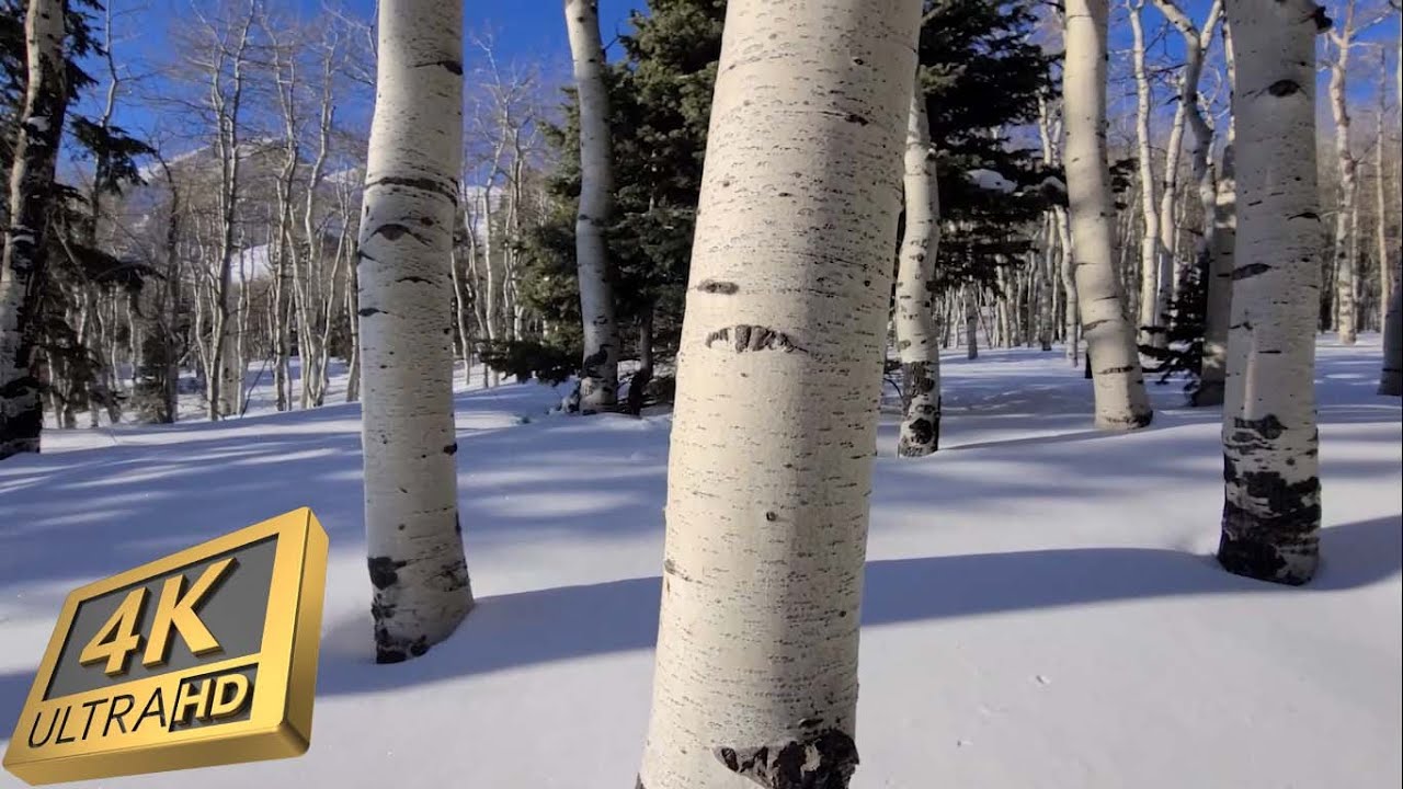 Peaceful Hike in a Snow Covered Aspen Forest - Rocky Mountain Winter Hike - Forest Bathing
