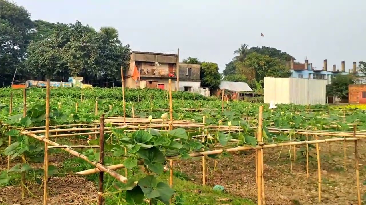 k dilo piriter bera|কে দিলো পিরিতের বেড়া লাউয়ের ও বাগানে| k dilo piriter bera lichur o bagane