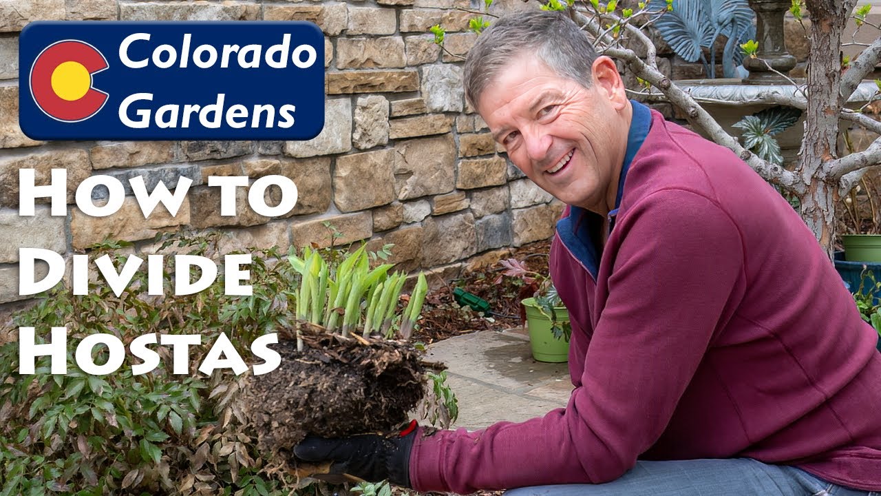 Split Hostas to get More Plants for Your Shade Garden