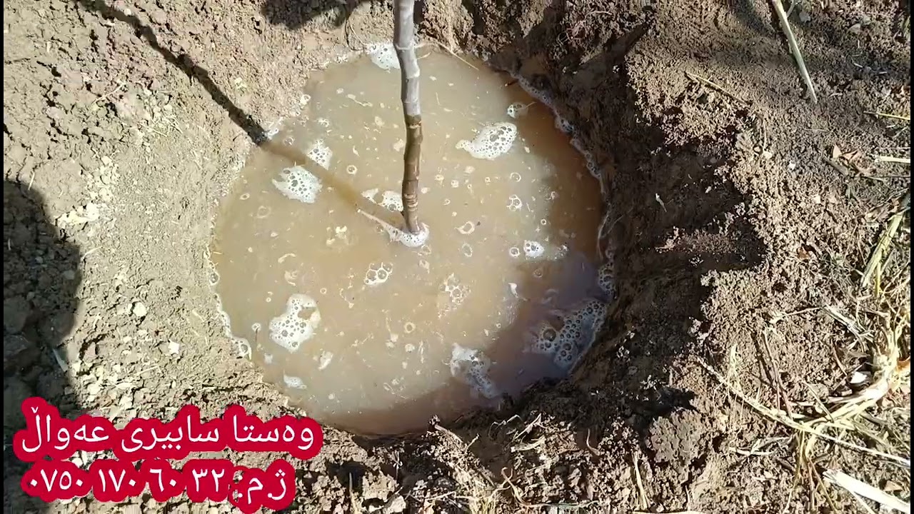 چۆنییەتی ناشتنی نەمامەکانمان کە یەک ساڵەی بە دوو ساڵە بێت و بەباشترین شێوە گەشە بکات.