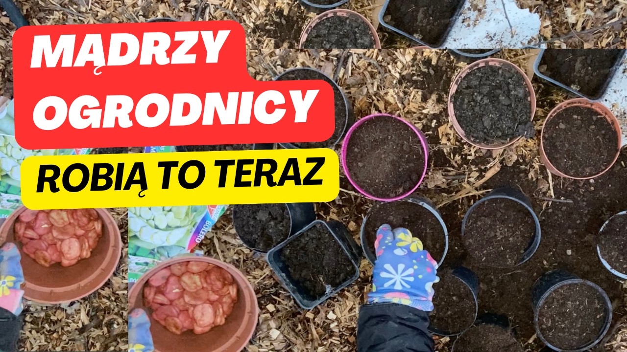 Tak wysiewaj bób i groszek, a zyskasz przewagę