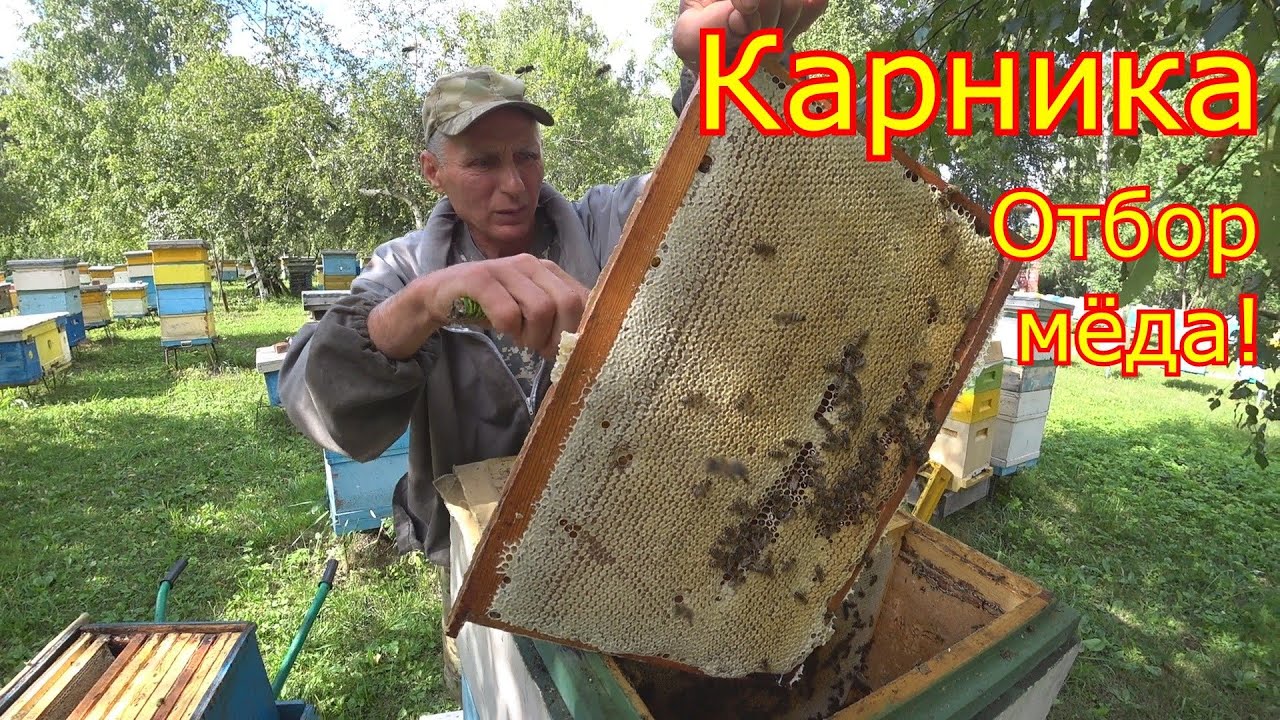 КАРНИКА в Сибири! ВСЁ ЗАЛИТО МЁДОМ! ДВУХМАТОЧНЫЕ, отбор мёда