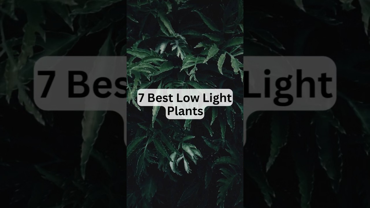 7 Best Low Light Plants #shorts #lowlightplants #gardening