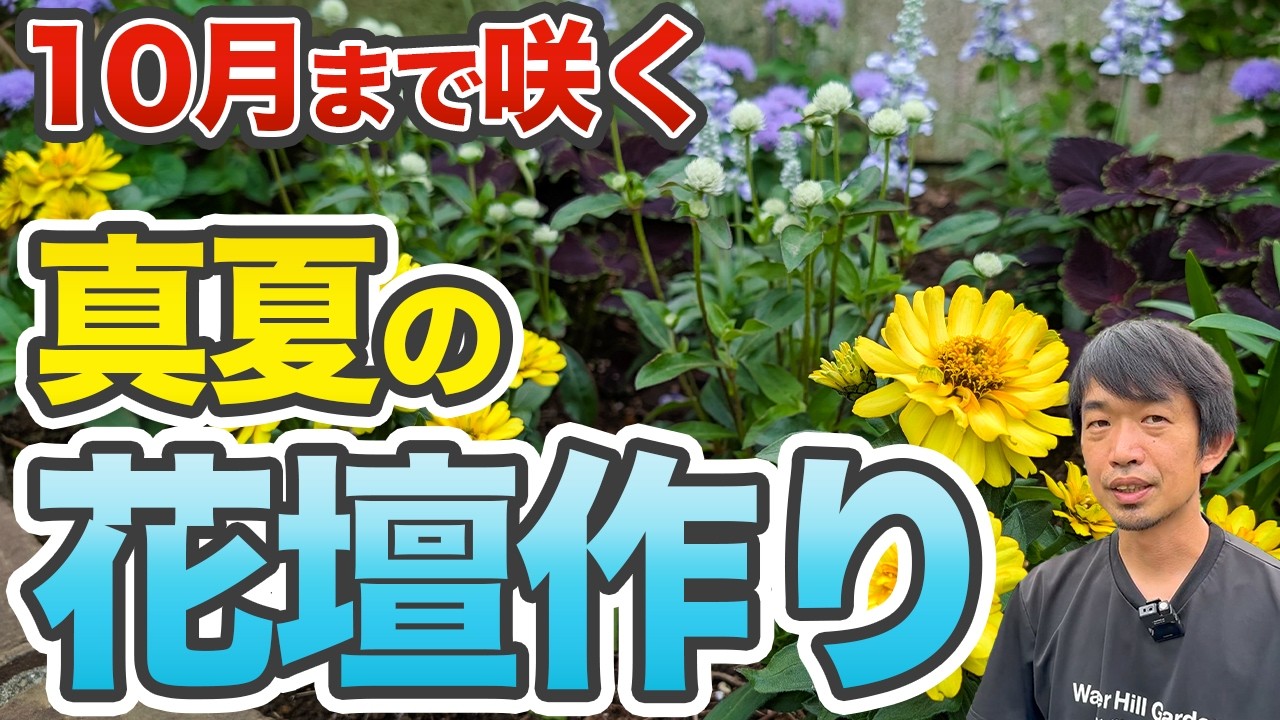 【夏花厳選】暑さに強い花壇作りのコツを紹介！【ガーデニング】【土作り】