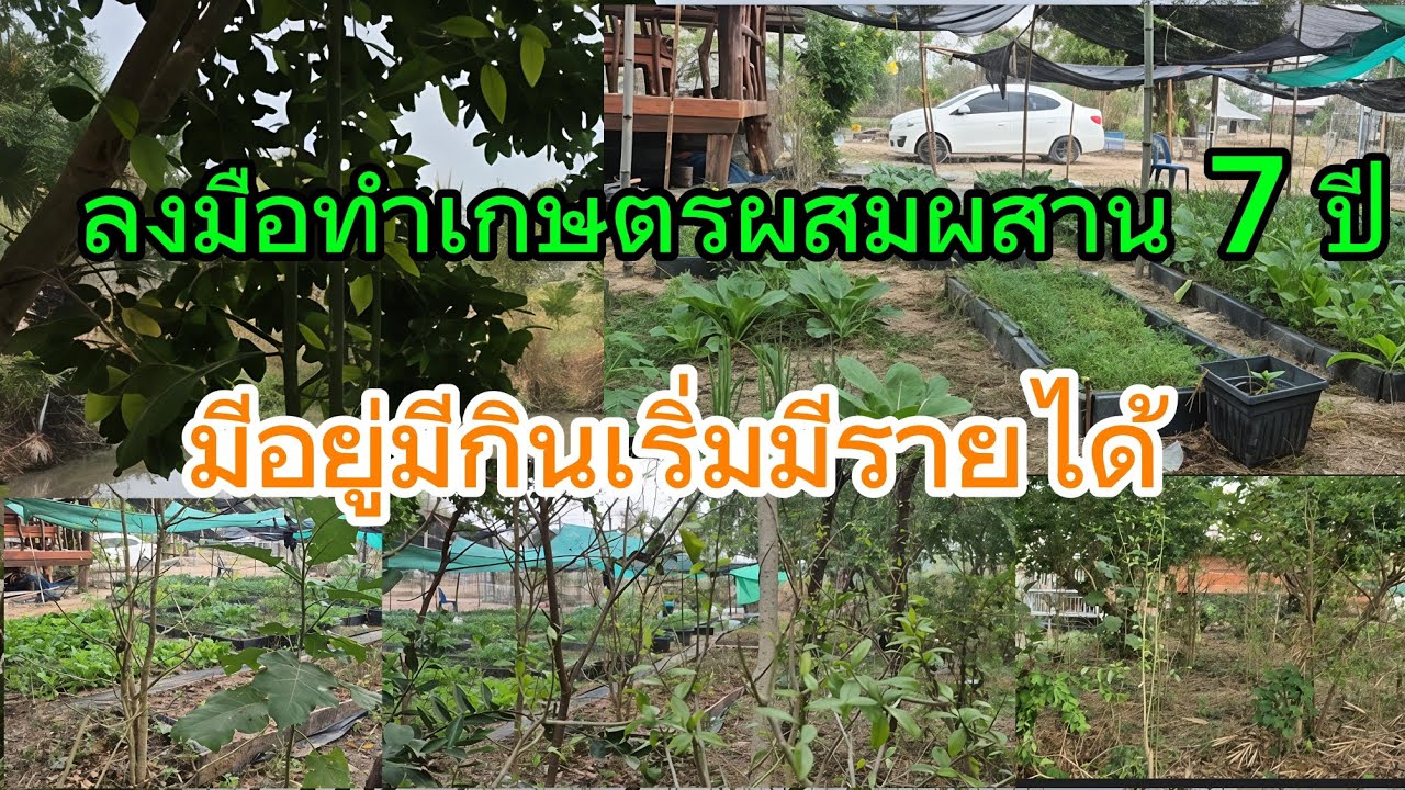 ทำเกษตรผสมผสาน 7 ปีเริ่มคืนทุน #เกษตรพอเพียง #เกษตรผสมผสาน #คลังอาหารหลังบ้าน 
