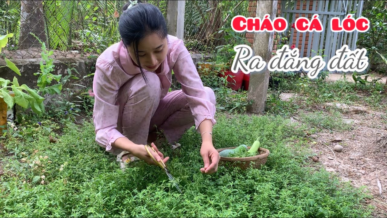 Hái Bụi Rau Đắng Đất Mọc Dại Nhúng Cháo Cá Lóc - Em Gái Quê