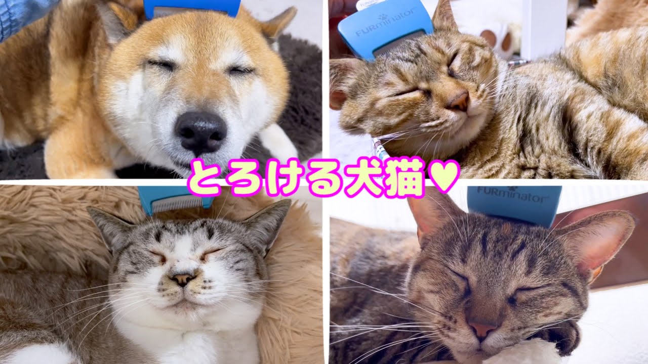 柴犬と猫が頭カキカキで溶けちゃいました♥