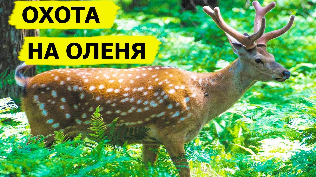 Ирландия - земля пятнистого оленя. Охота (Охотник и рыболов)