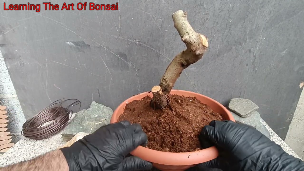 Yamadori Prima fase. Spero sia volenteroso💚🌳 Prebonsai Lentischio