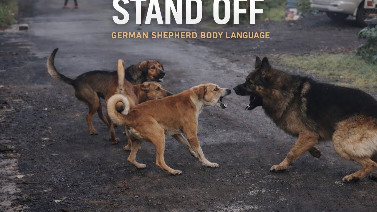Pack Behavior and Dog Reactions | German Shepherd Encounter With Desi Dogs | Educational Insights