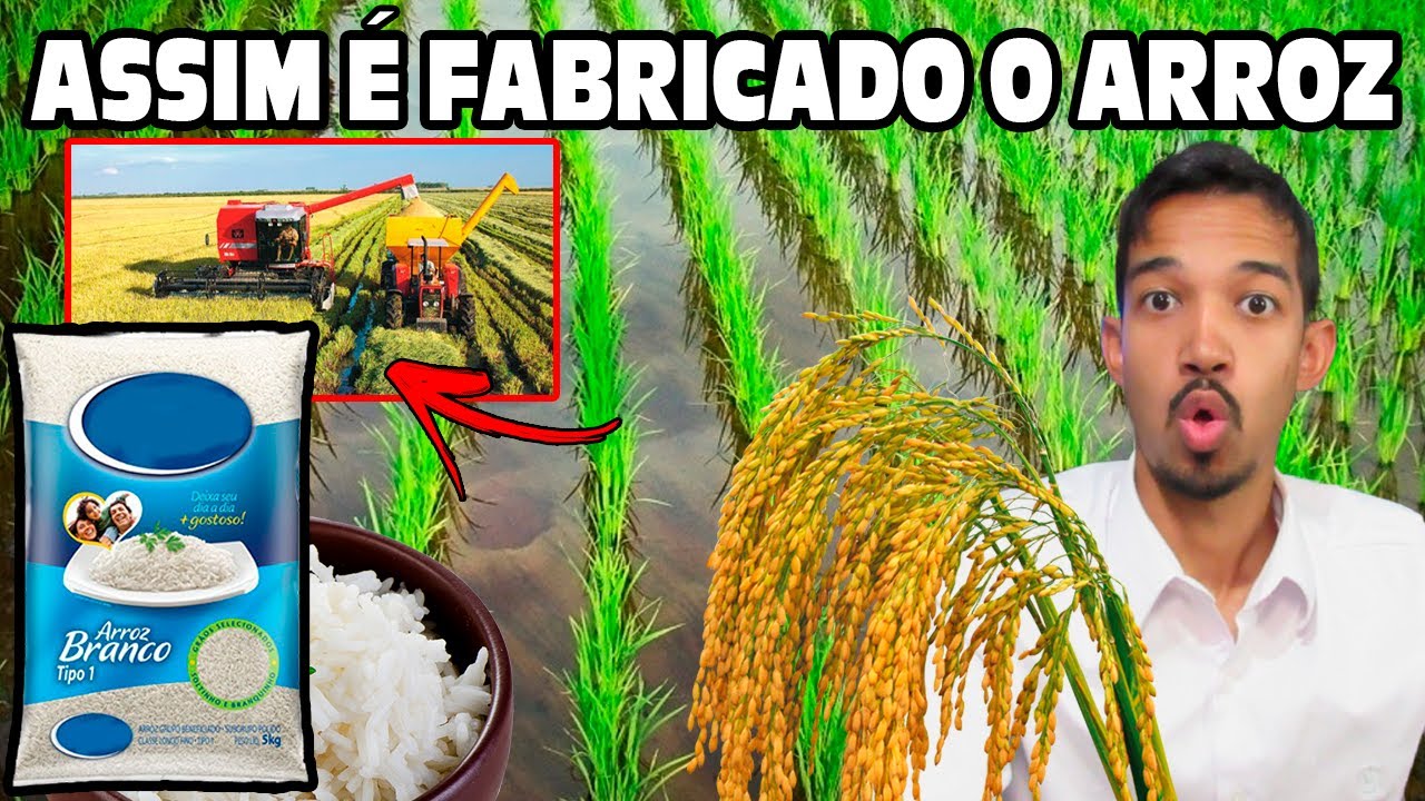 Como é fabricado o Arroz Da Plantação à Mesa