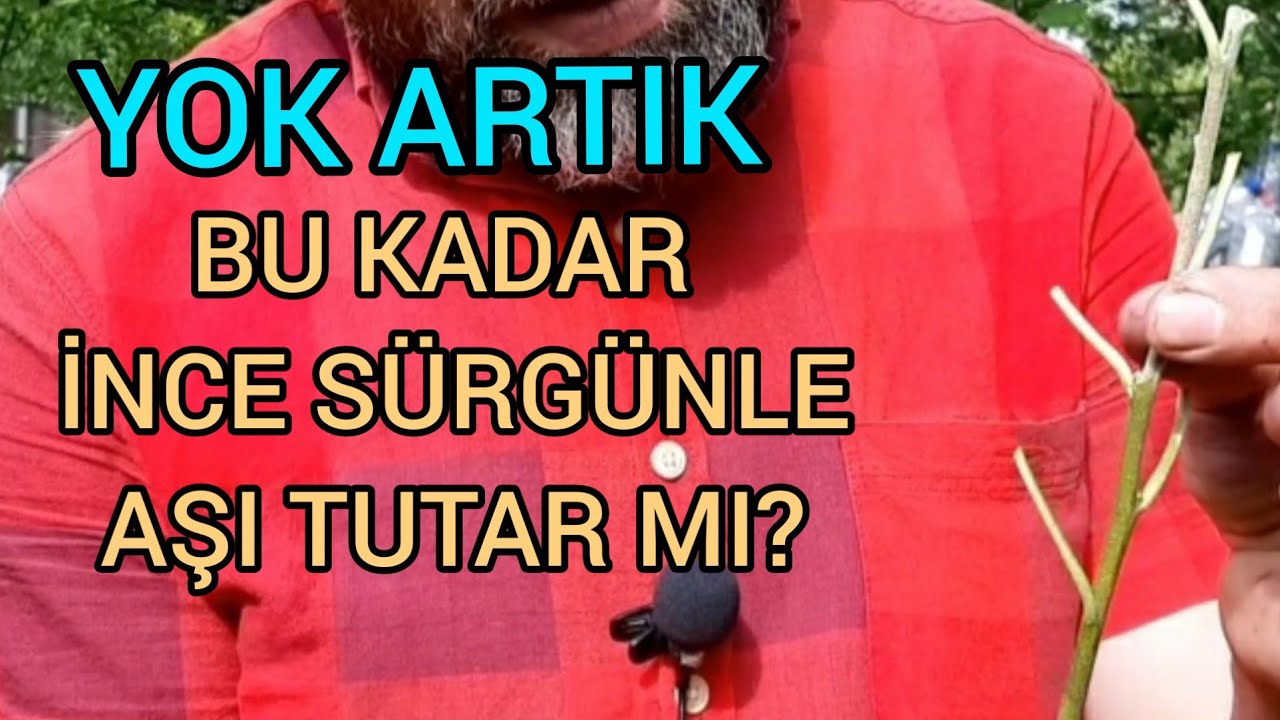 İNCE SÜRGÜNLE GÖZ AŞISI NASIL YAPILIR? ELMAYA YAPRAK AŞISI