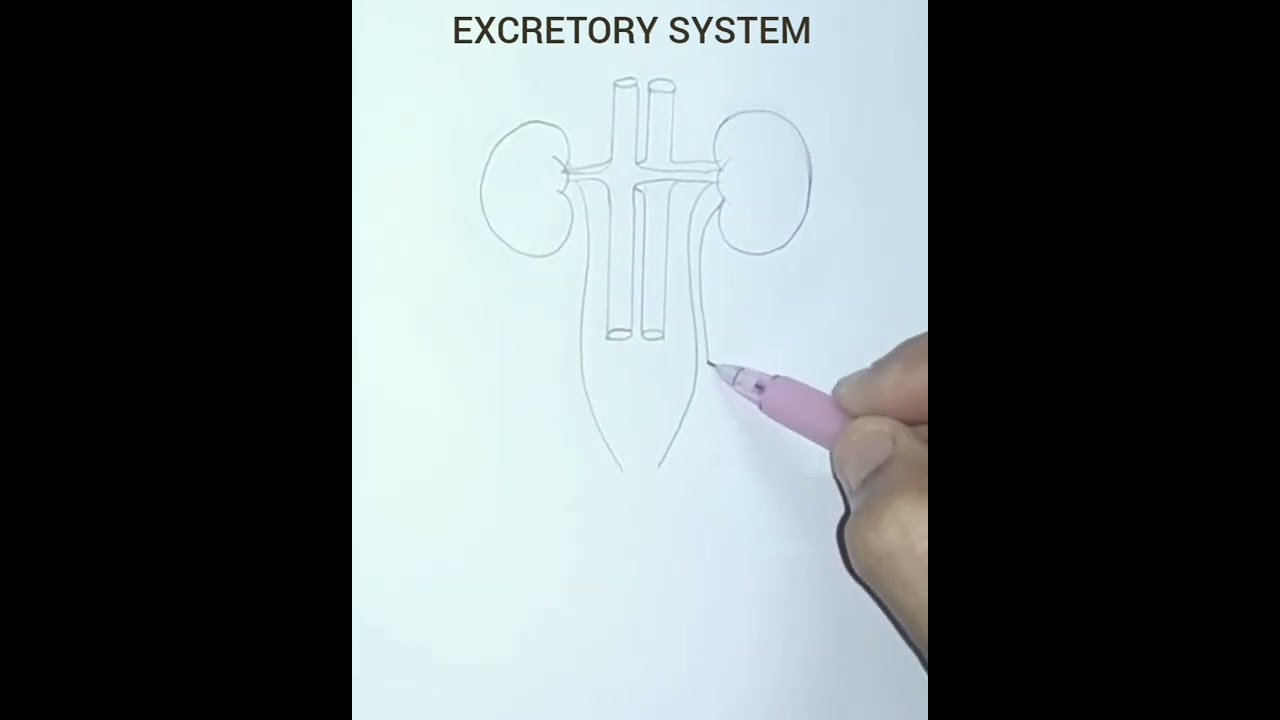 How to draw human excretory system easily