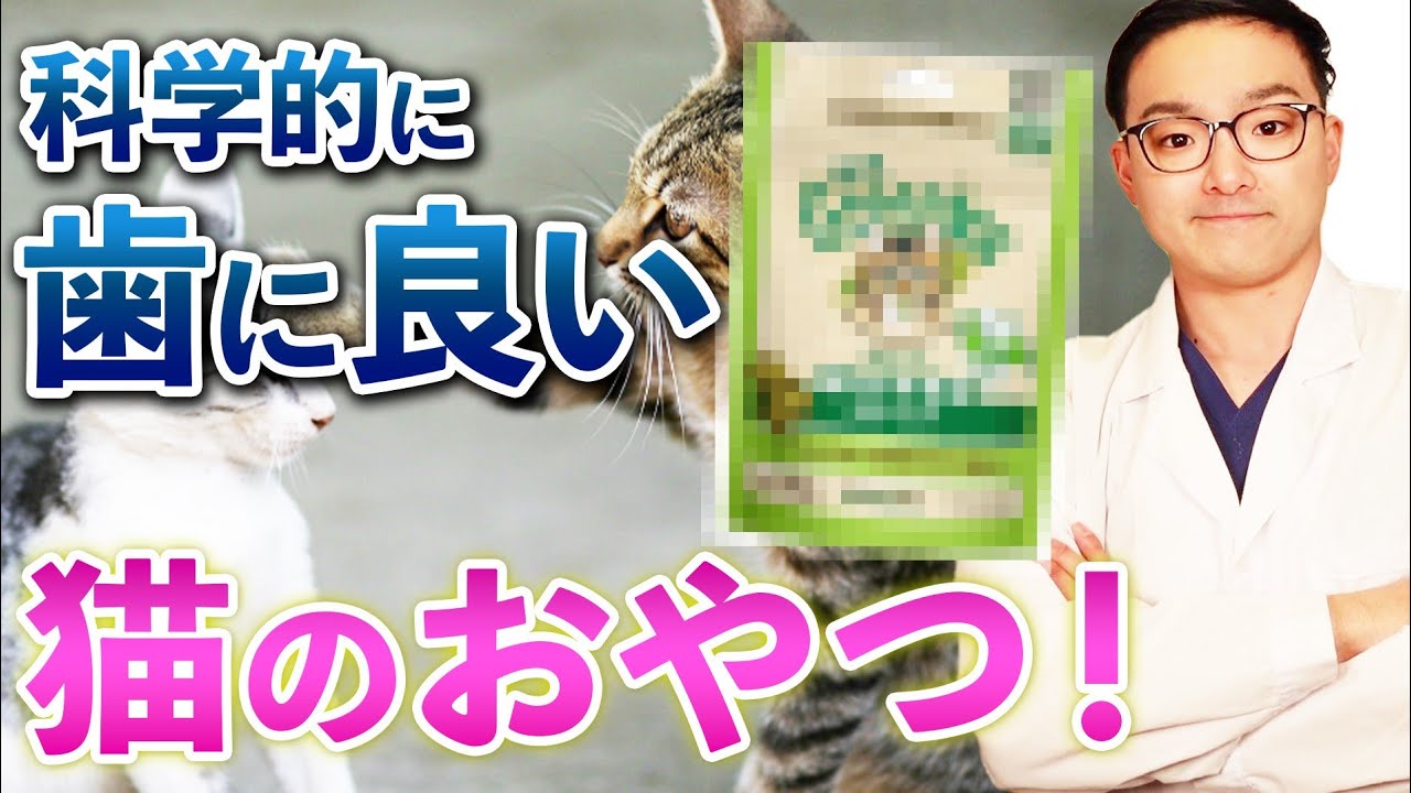 猫の歯のケアについて獣医が解説！〜おやつ、歯磨き、歯石取り〜