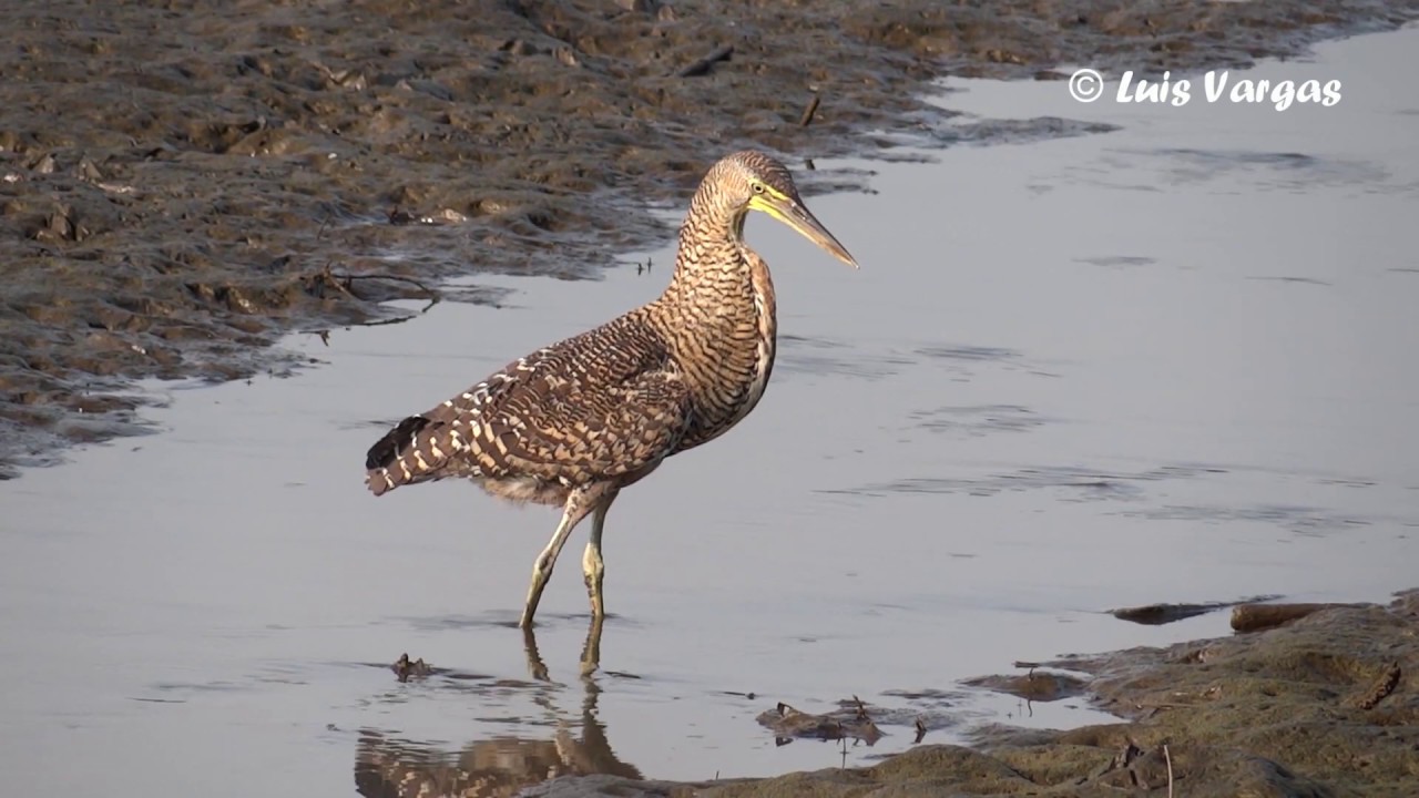 Tigrisoma mexicanum ( joven-juv.)