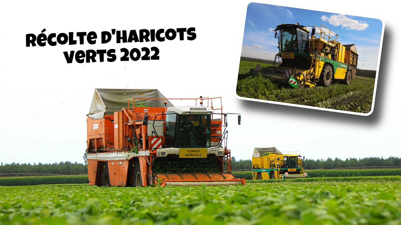 RÉCOLTE D'HARICOTS VERTS🔥 par SOTRALAC dans le SUD-OUEST de la FRANCE🇨🇵!!!