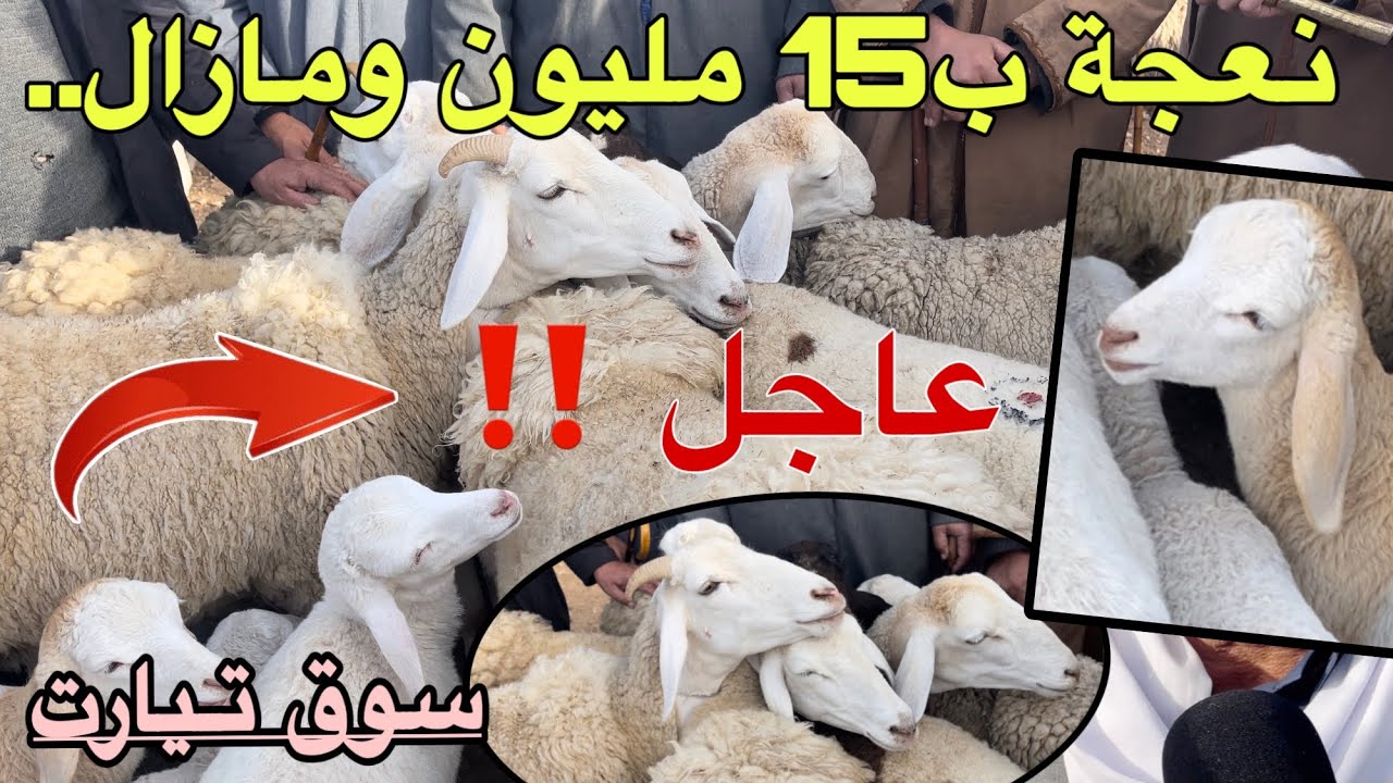 نعجة تيارت الحرة تحطم الرقم القياسي 15 مليون ومازال البيع مع ارتفاع أسعار الرخلة والعلوشة ماذا يحدث!