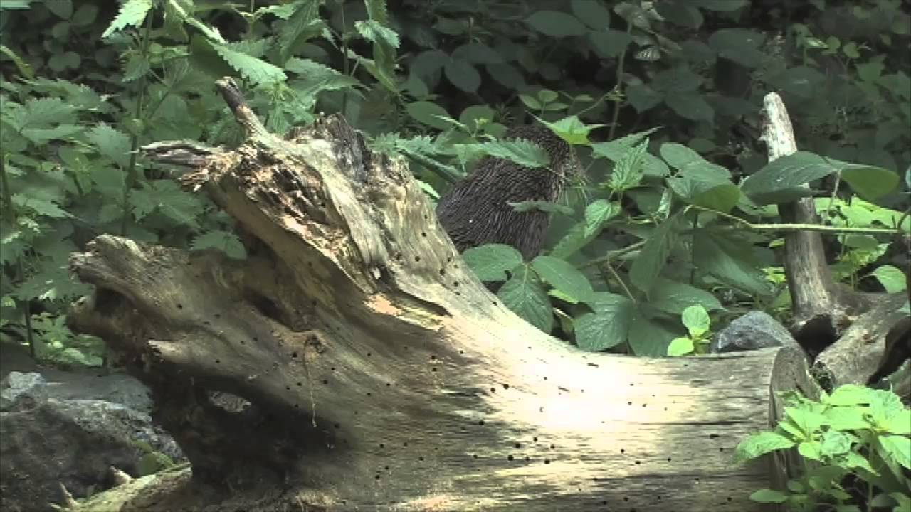 Tag eines Otters im Otterzentrum