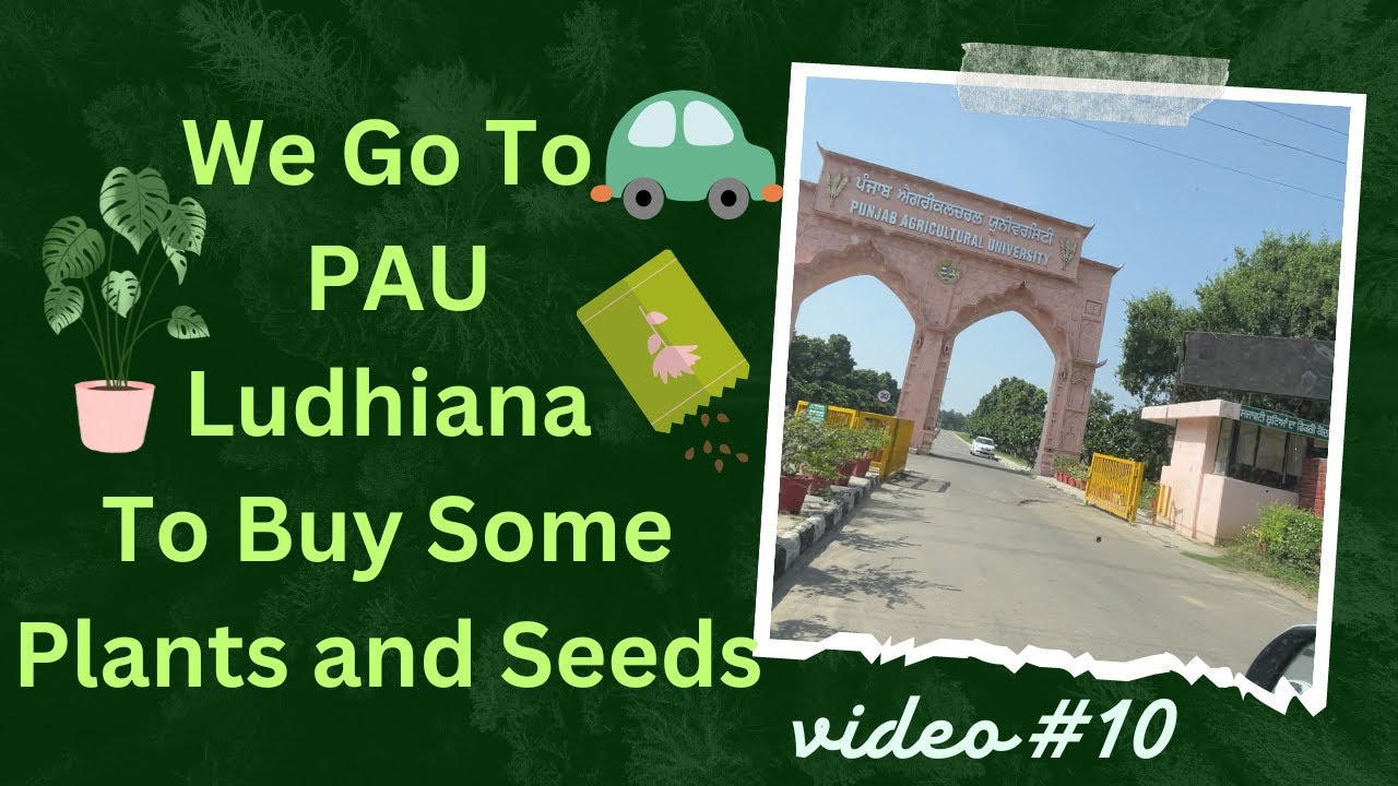 We Go To PAU Ludhiana To Buy Some Plants And Seeds