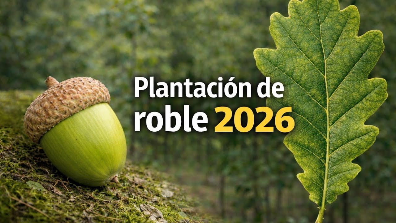 PLANTACIÓN de ROBLE (Quercus Robur) 2026 FUTURO BOSQUE ATLÁNTICO || Evolución Forestal